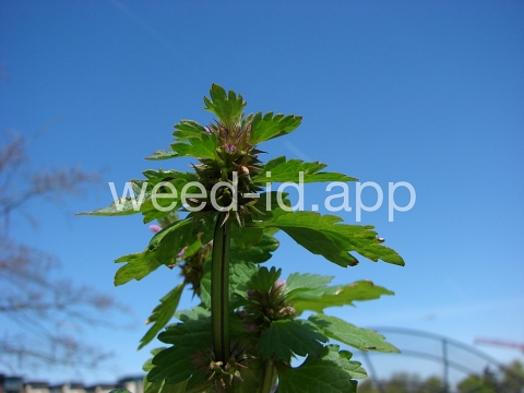 deadnettle, purple